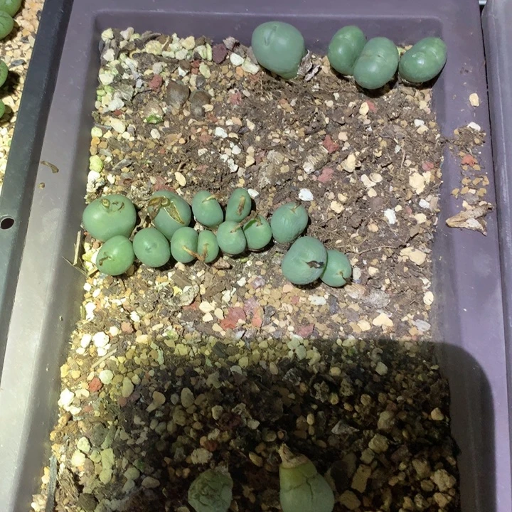 精品多肉小拳拳处理清盆