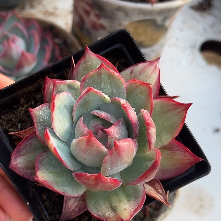 惊鸿惊鸿惊鸿量拍叶展 10默认裸根发货