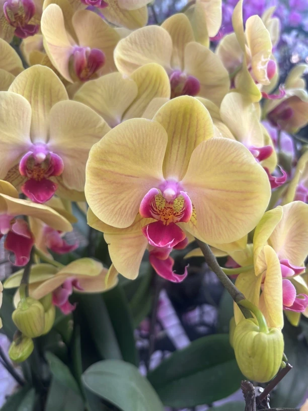 蝴蝶兰———(黄金美人)(任意两颗包邮只拍一颗发苗)