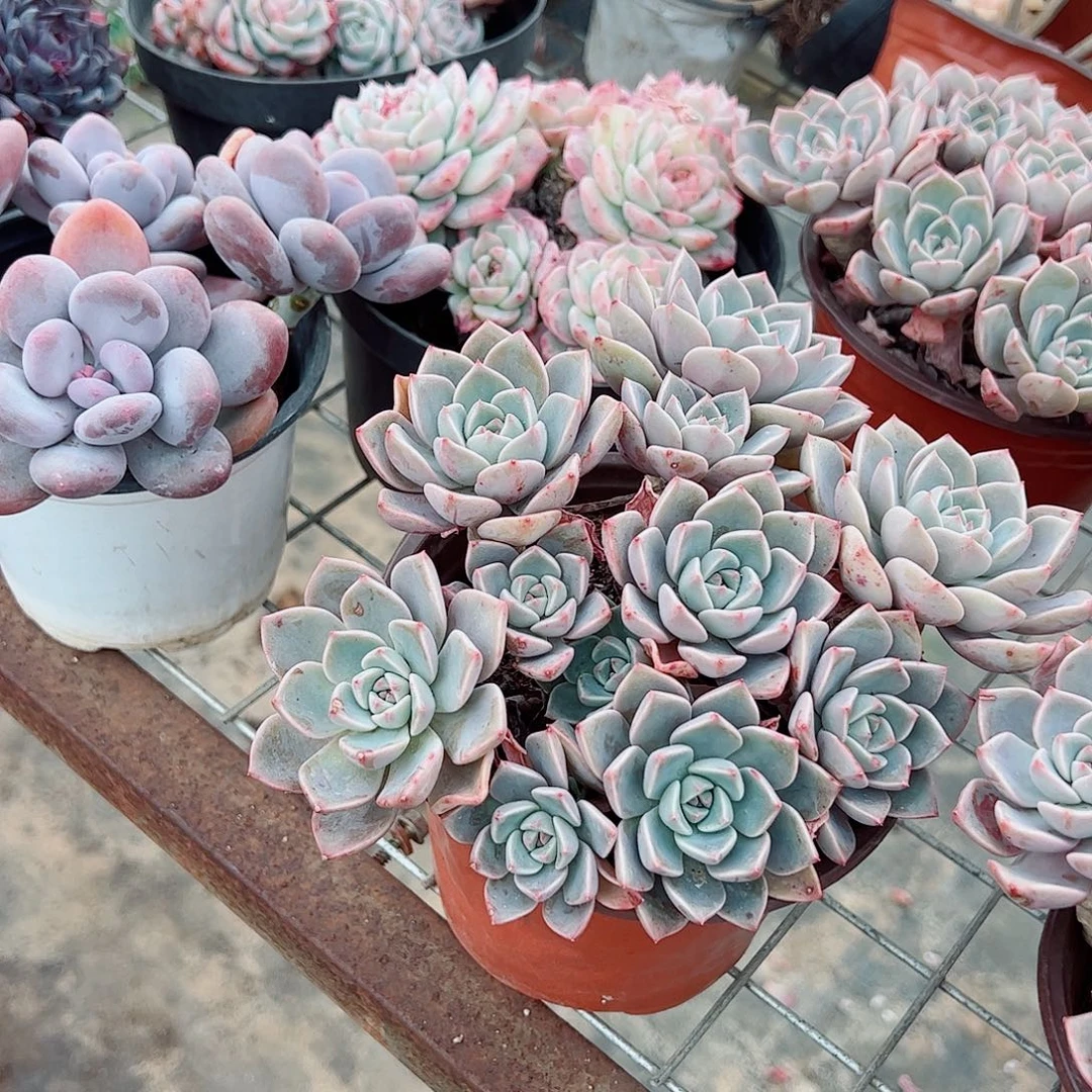 红粉佳人多头造型精品