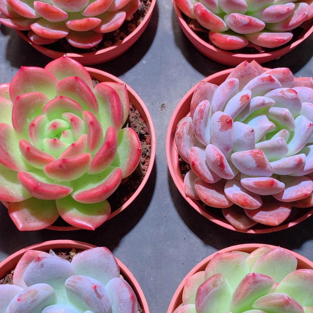 17-量拍品质保证多肉带盆9颗全单头