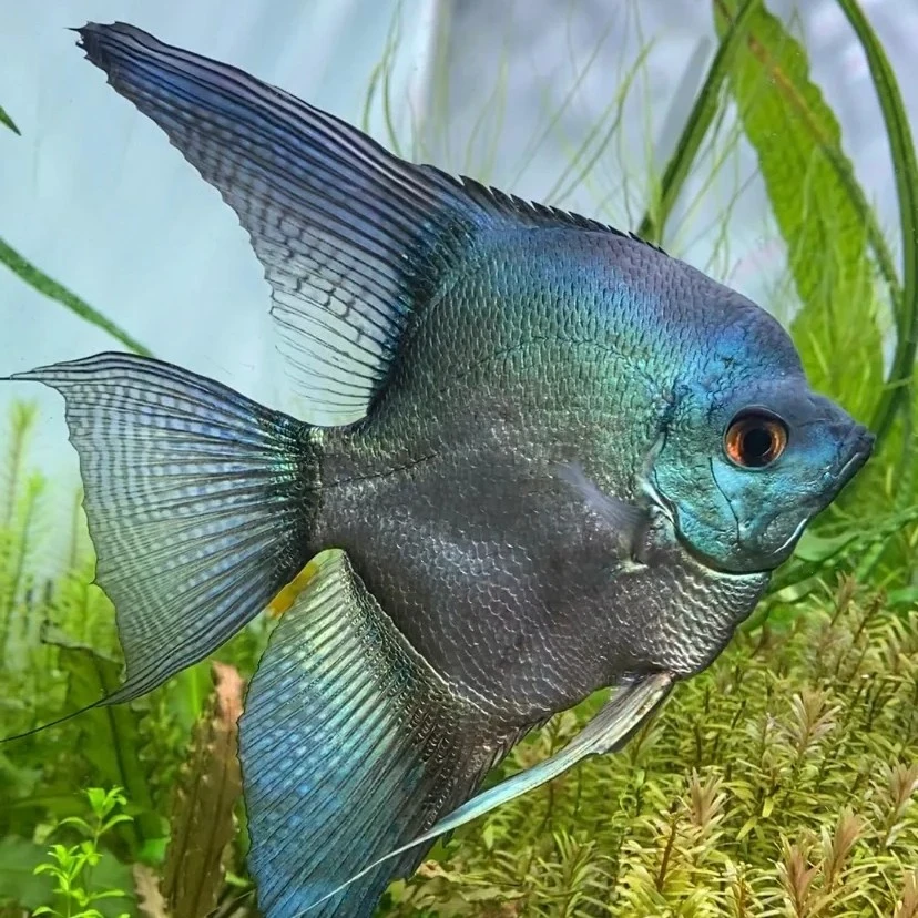 稀有莫斯特蓝烟熏神仙鱼鱼鲜活观赏鱼活体淡水观赏鱼埃及鱼鳑鲏