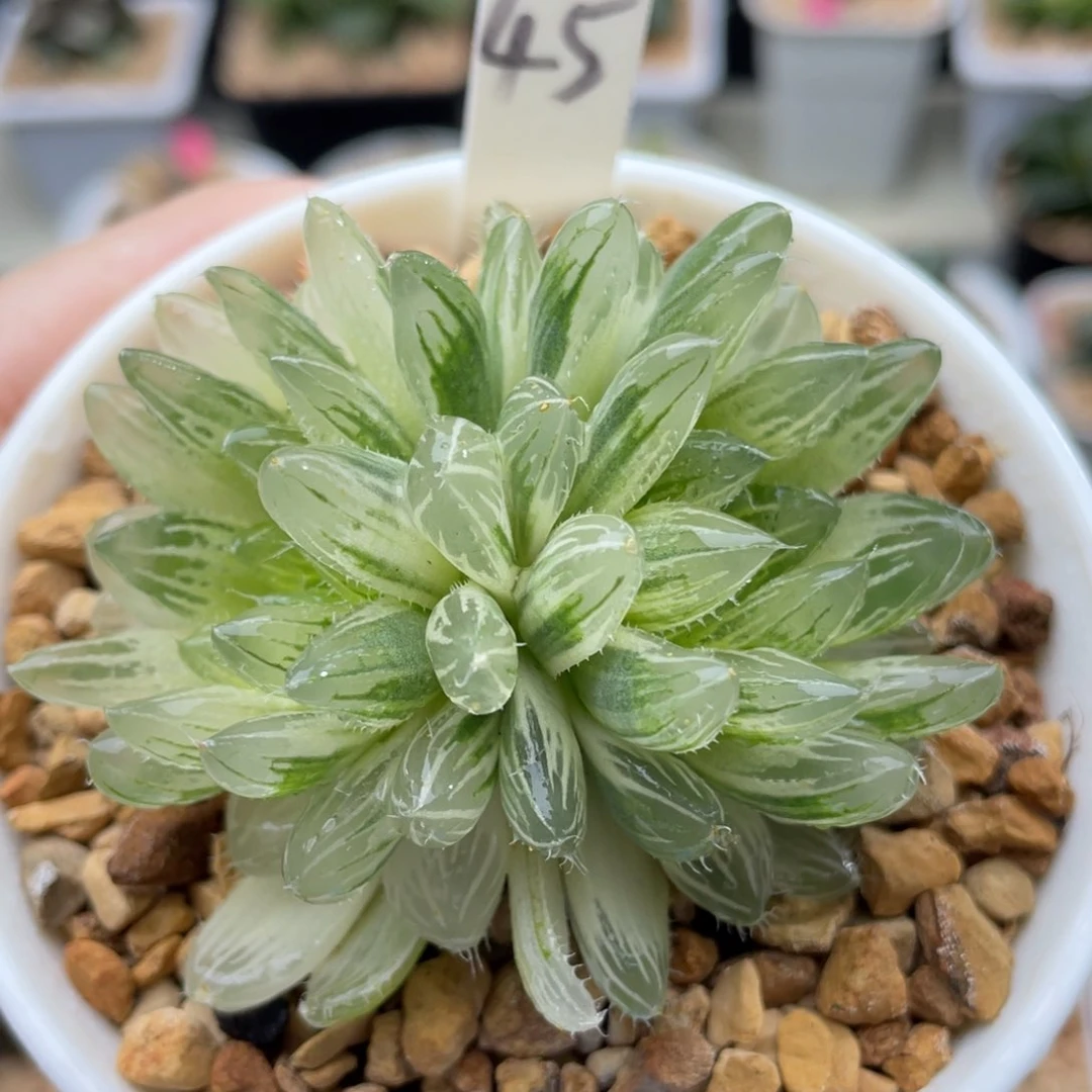 45玉露实生锦群糊斑。