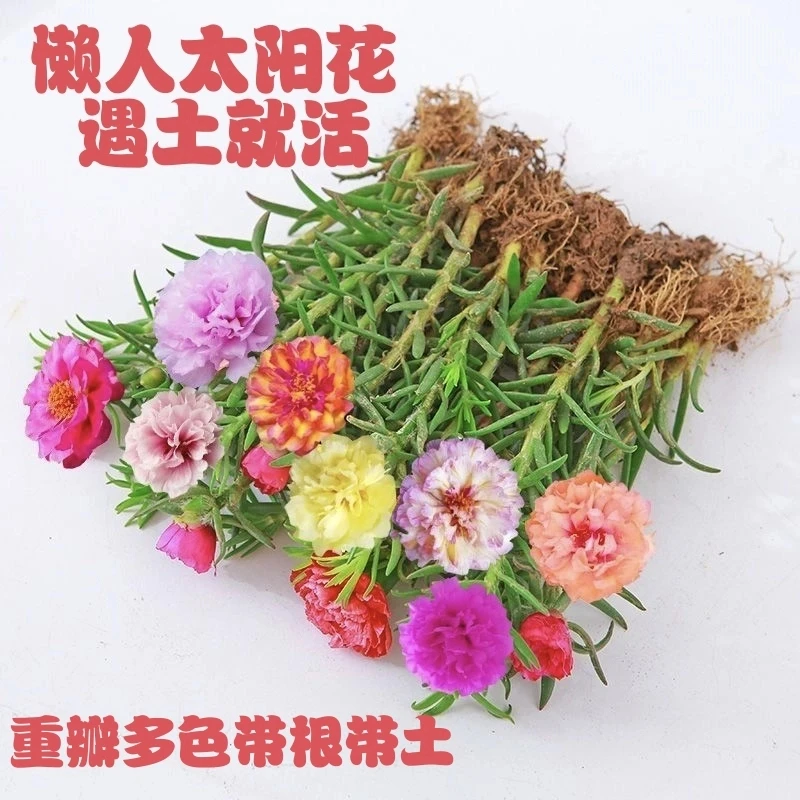 [带根带花苞带土]太阳花苗混色重瓣盆栽花四季开花室外阳台庭院