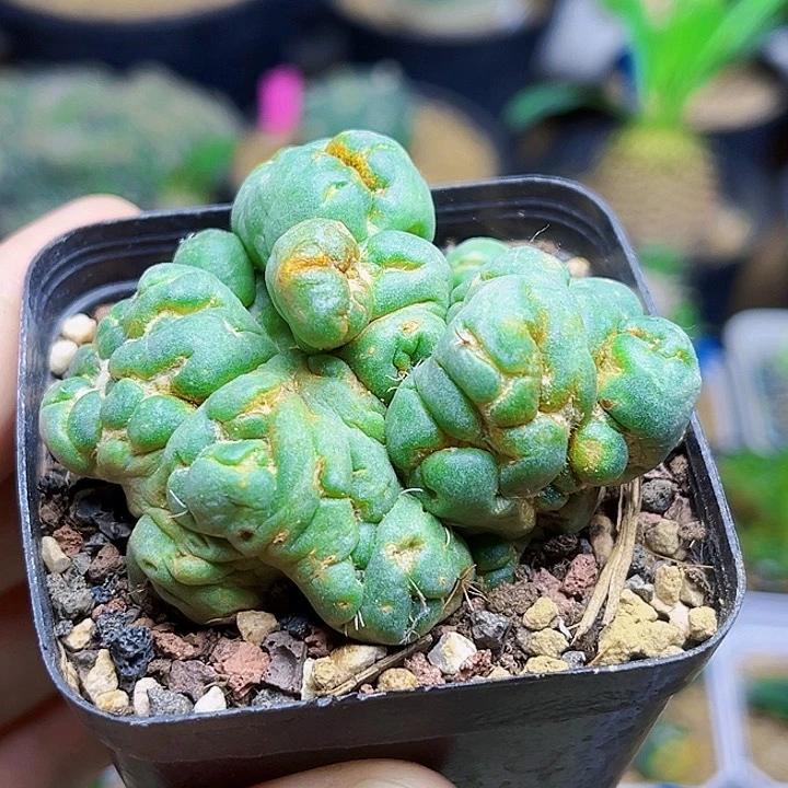 无刺象牙石化特价球有锈