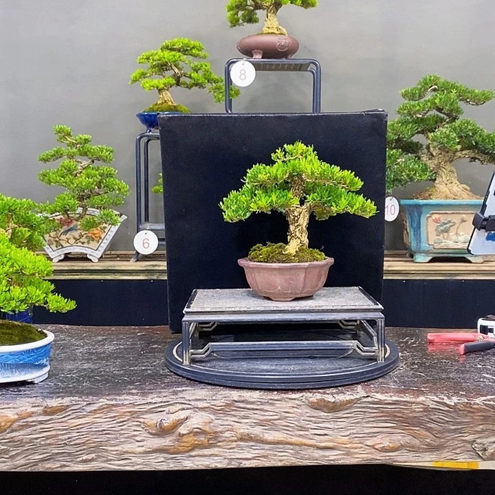 无花朵黄杨盆景四季常青