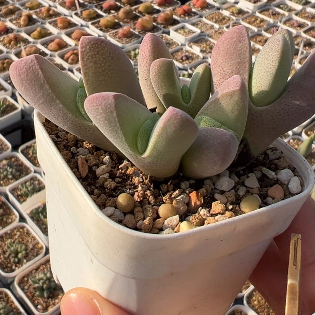 粉体将群多肉植物