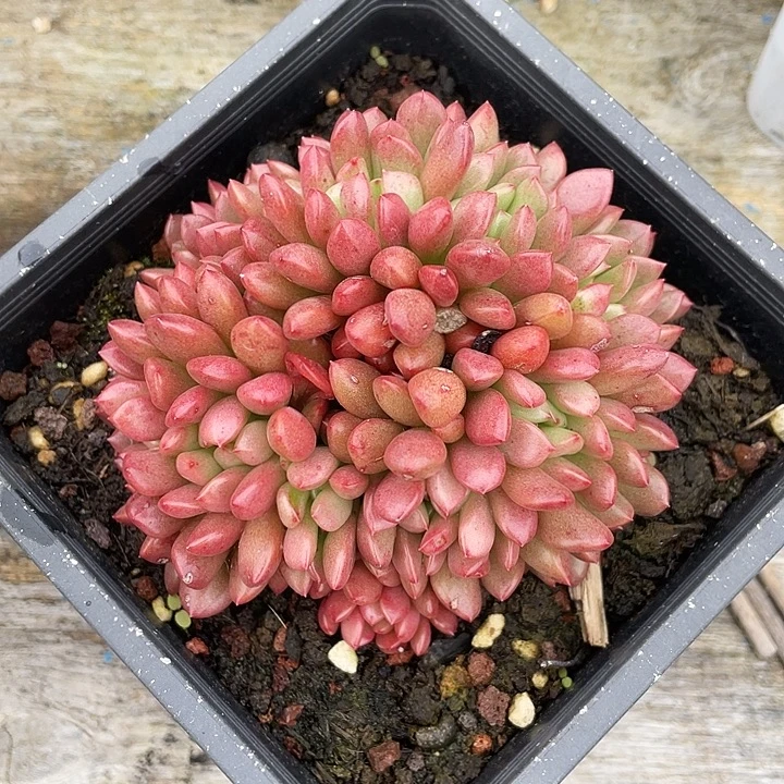 蘭***多肉植物红宝石杂交