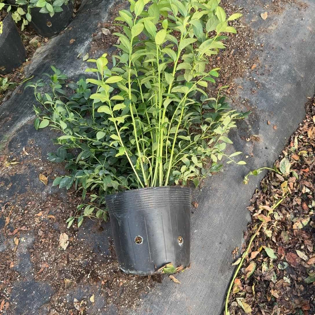 超大钵F6一颗随机发