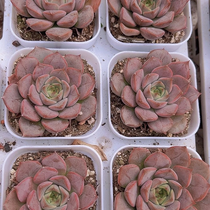 夏梦带盆19包邮多肉