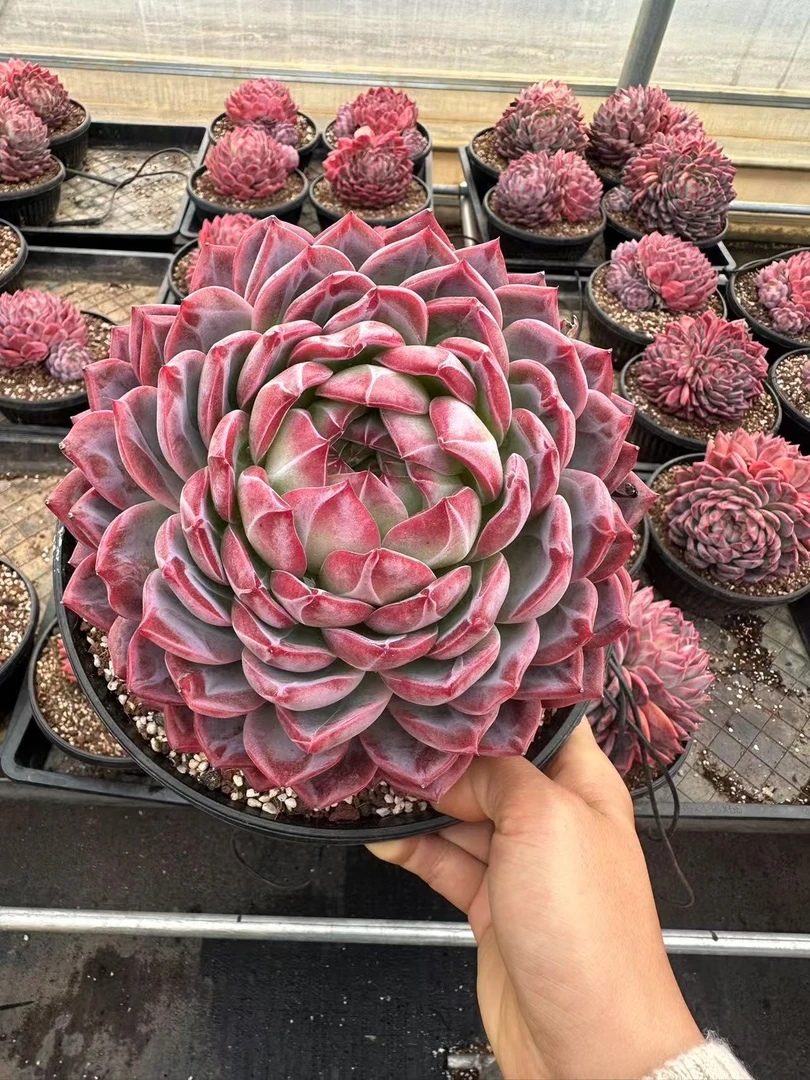 20#巨无霸号单头红鸾多肉植物 前男友精品多肉 A491