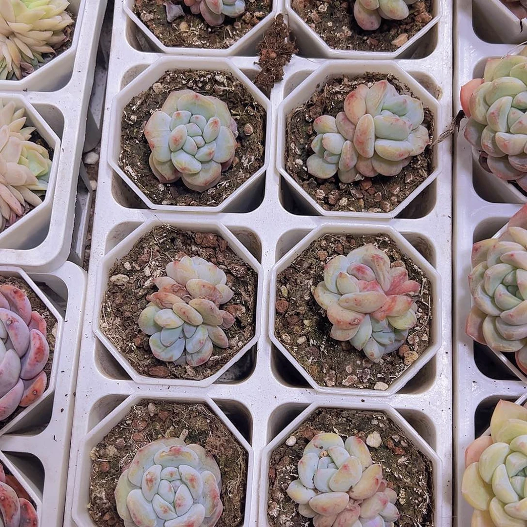 星影石化8角盆19包邮