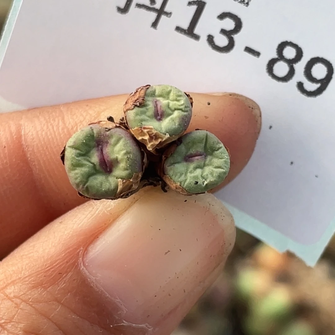 13-89嘴多肉植物肉锥