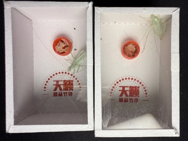 天籁蓝竹蛉两只(签收12小时内提供开箱视频超时不负责)