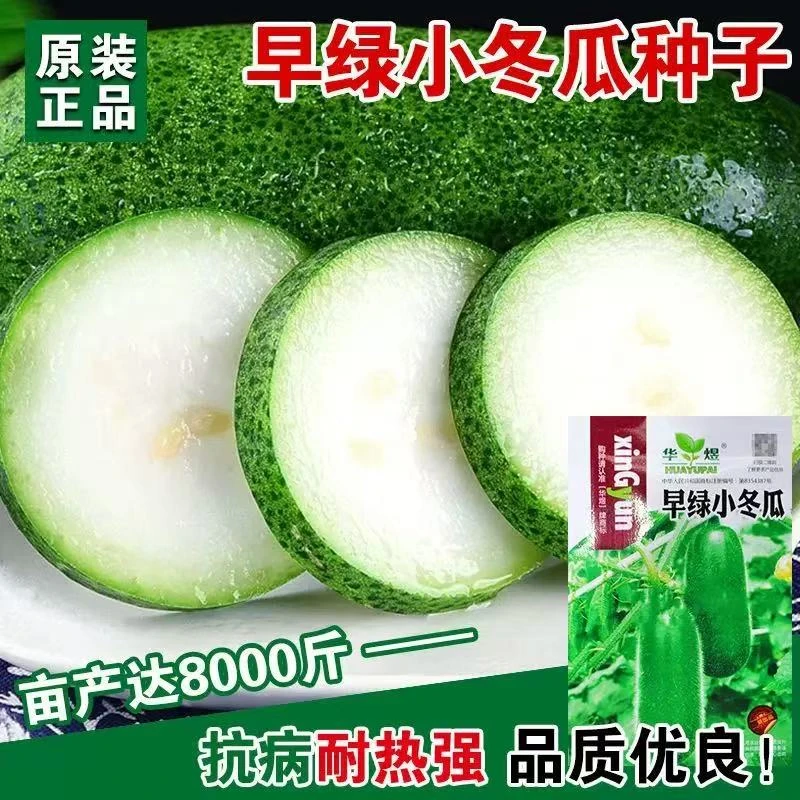 【今年新种】早绿小冬瓜蔬菜种子