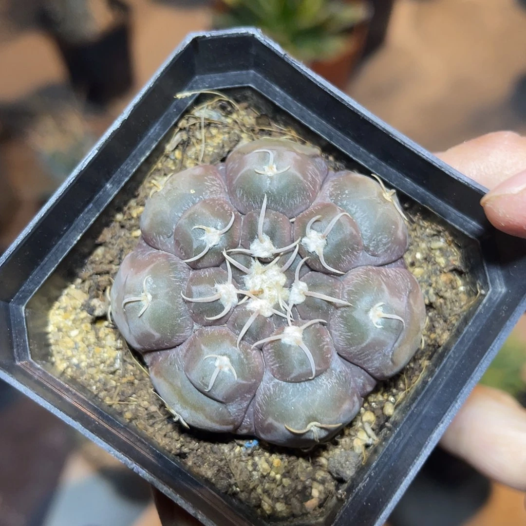 实生大尤龟甲铅皮仙人球