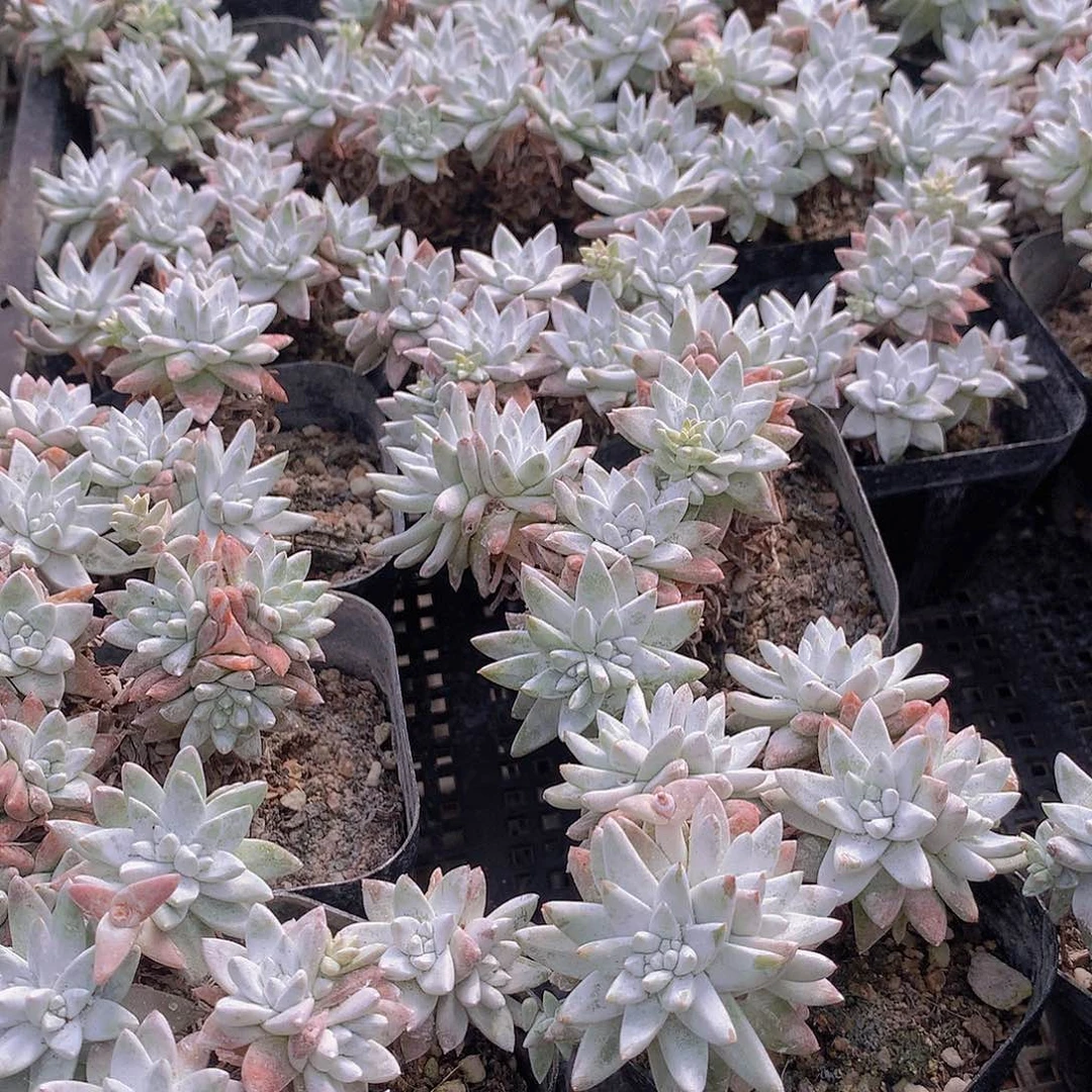 两颗白菊2356w r t y9900
