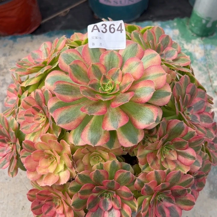 364雨荷25厘米左右