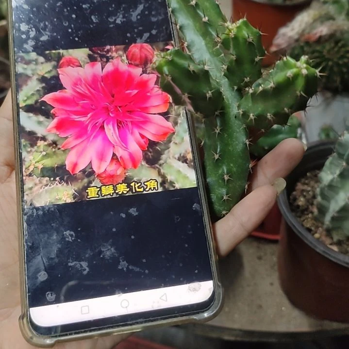 仙人球重瓣美花角群