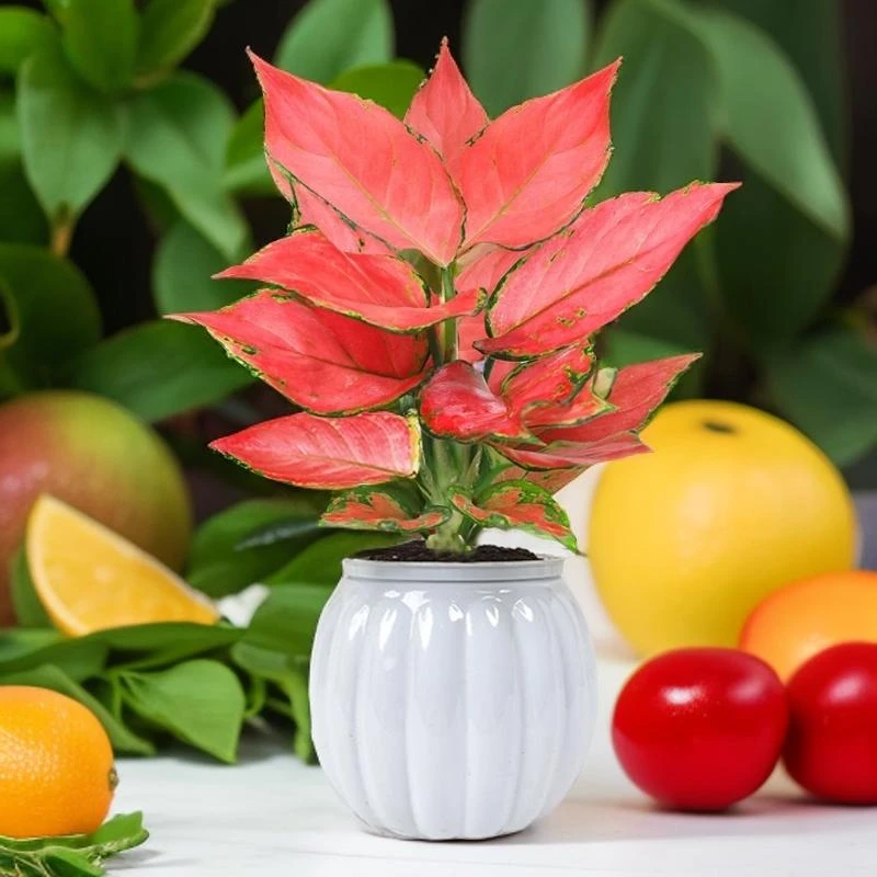 富贵红如意室内外自然美观好养植物红色绿植盆栽花卉绿植盆栽
