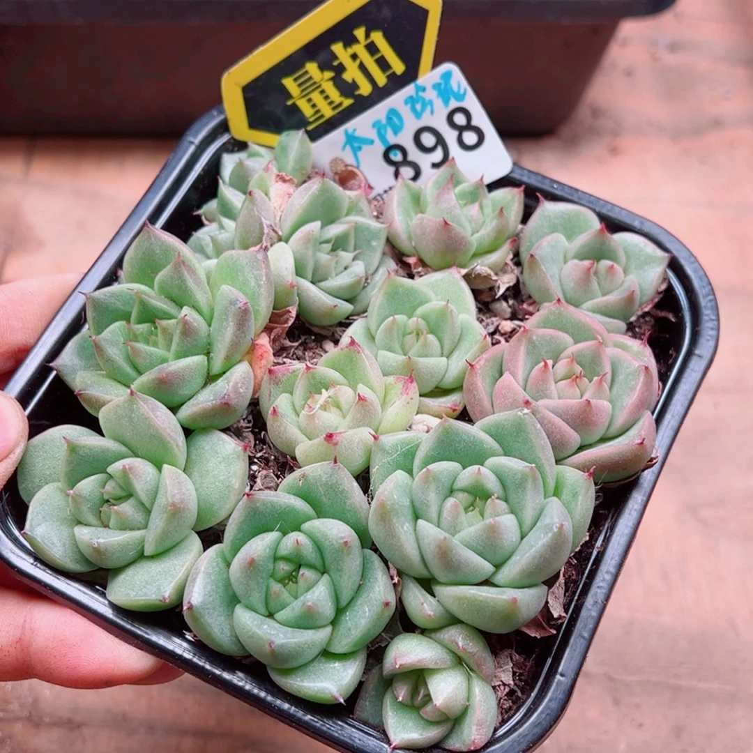 多肉植物多肉植物