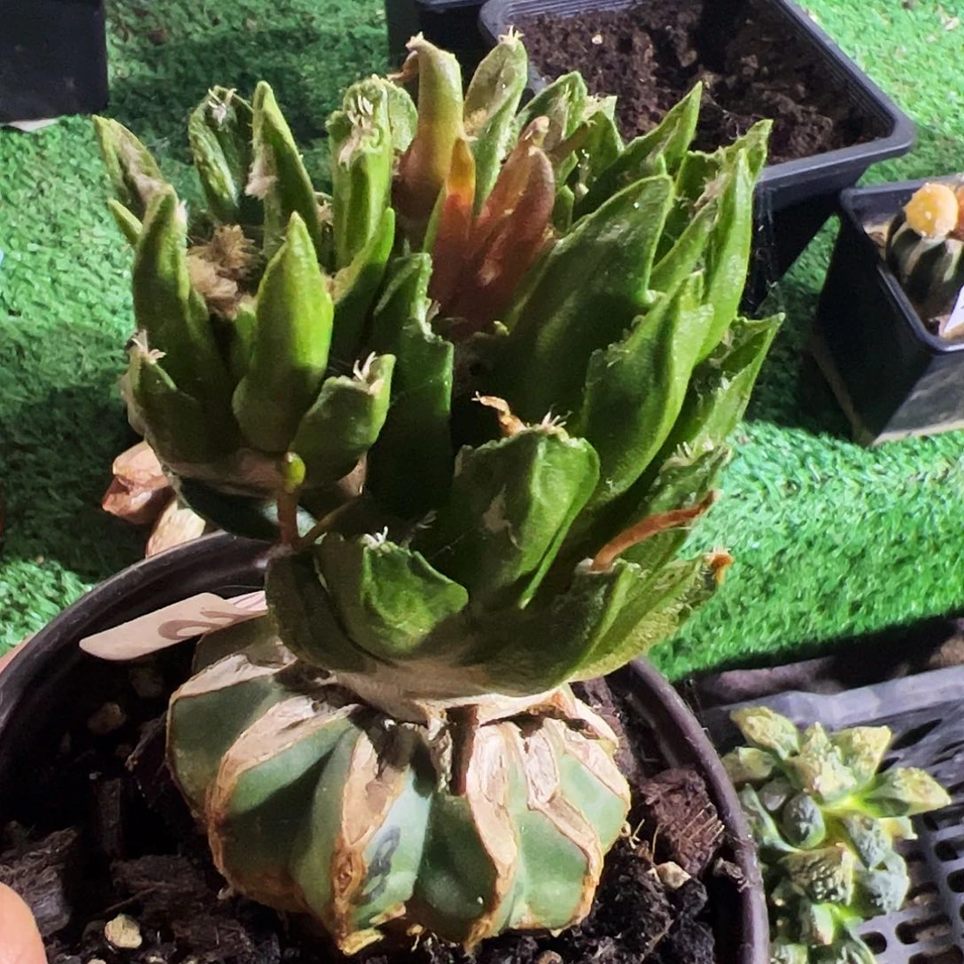 无花朵福利勃氏龙舌兰牡丹256