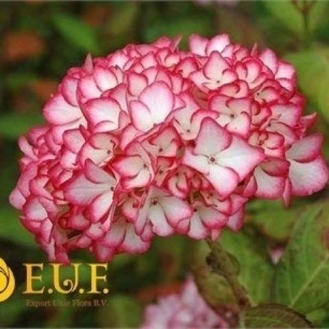 古城花园 耐热直立新品波纹大花绣球耐寒耐热花卉