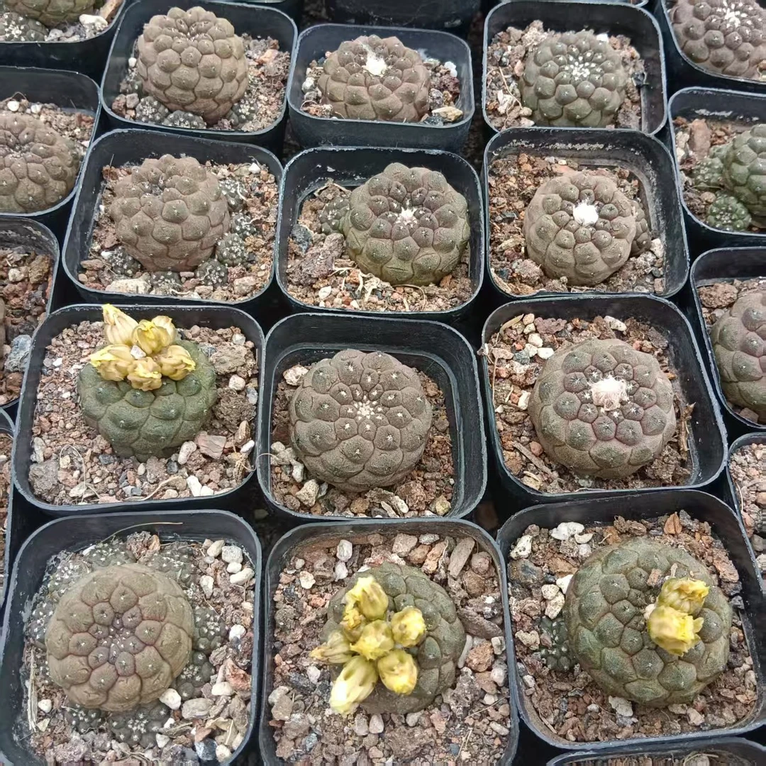 蜥蜴皮-脱土脱盆发货，一单包邮，偏远除外