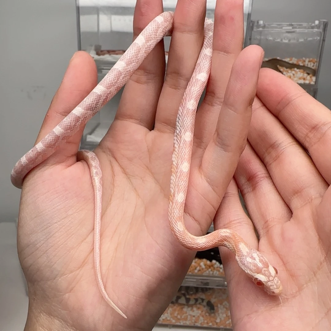 直播间专拍 珊瑚雪白妹妹