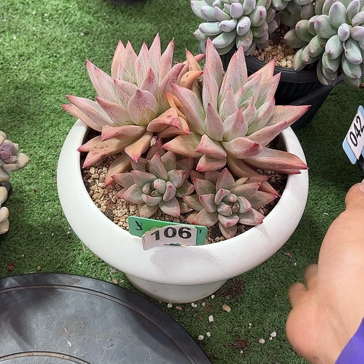 1***6圣卡涂斯多肉植物106