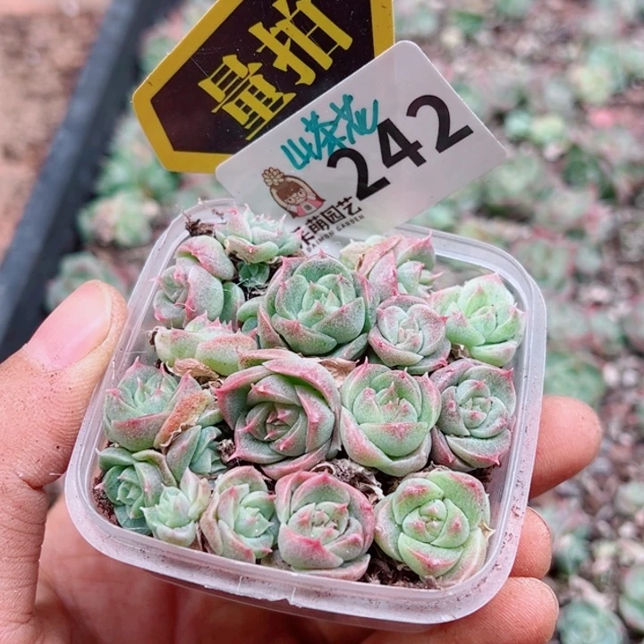 多肉植物多肉植物