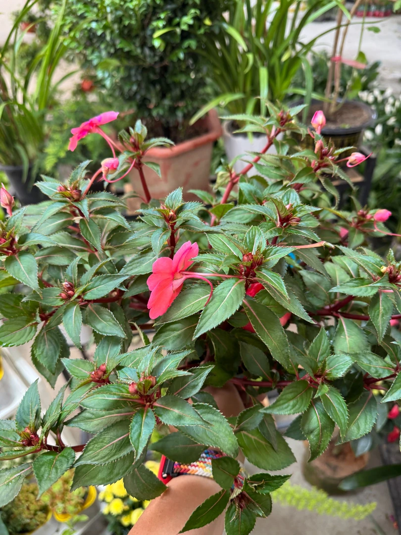 西藏包邮绿植-凤仙