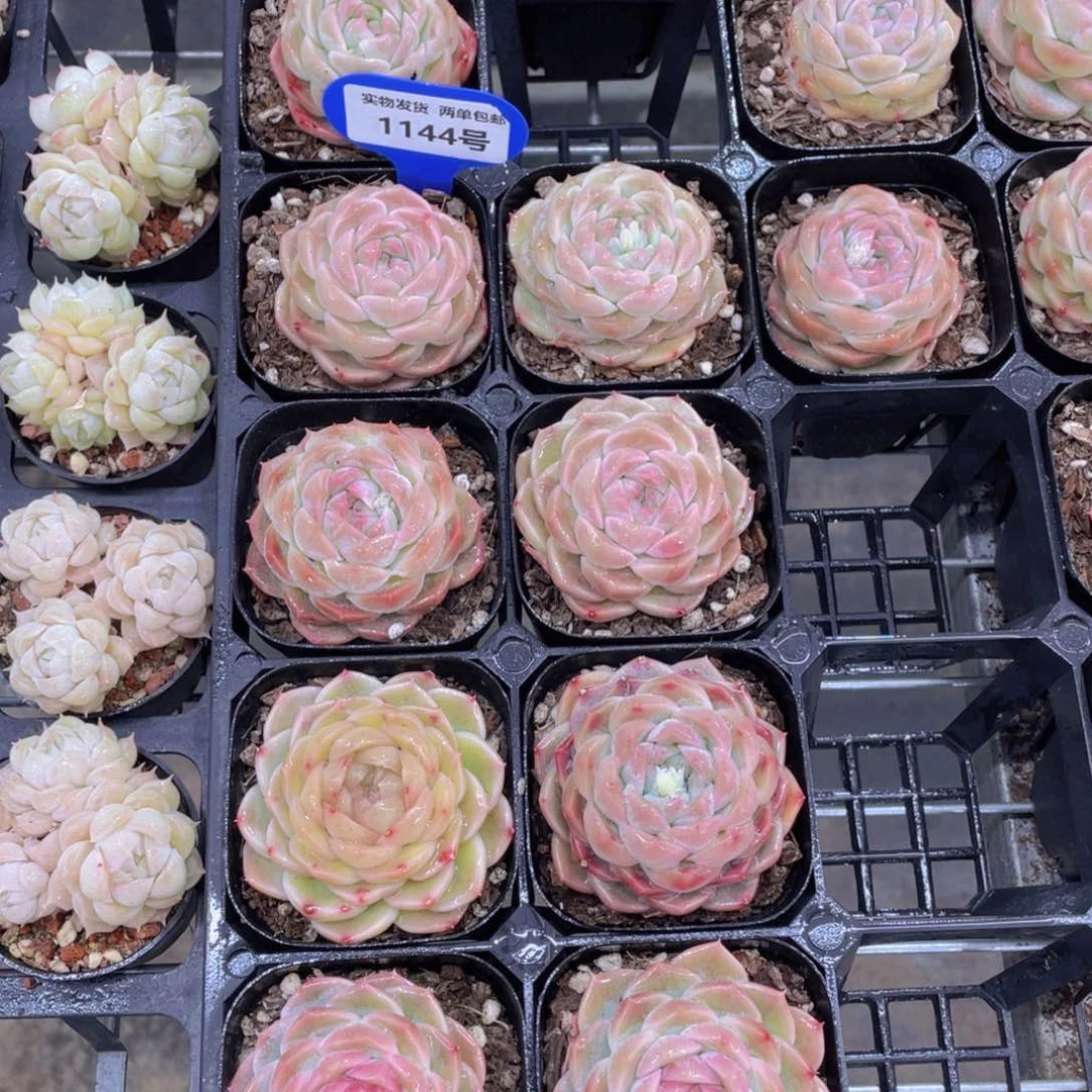 1144号 奶油果冻白桃汽水大单头一个