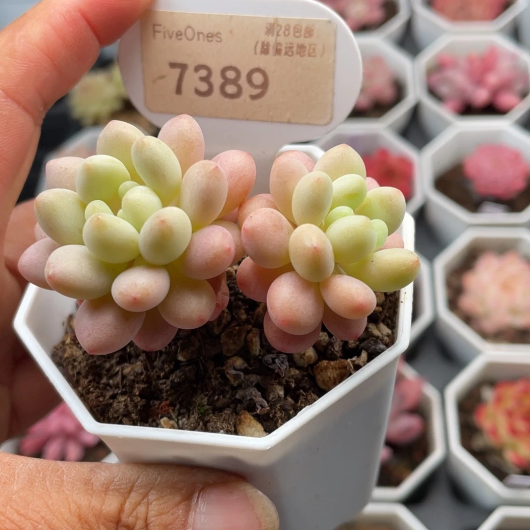 洛可可7389-6.0厘米