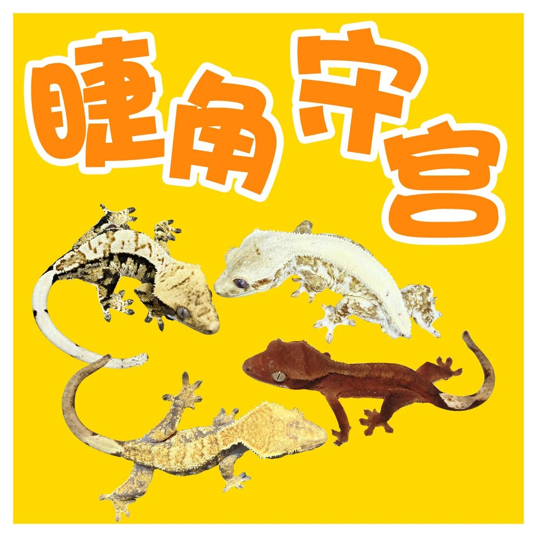 守宫睫角宠物蜥蜴活体可爱温顺好养异宠桌面方便懒人爬宠入门新手