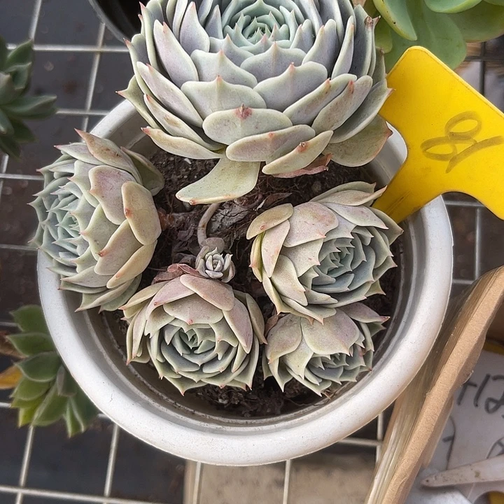 两单包邮，炸福利81露娜莲