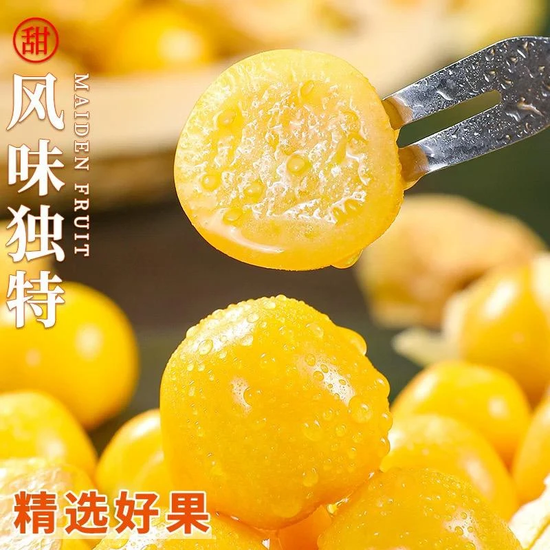 正宗云南菇娘果特产水果 新鲜当季大灯笼果黄姑娘果大果甜菇凉
