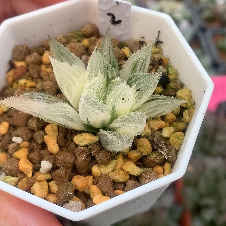 2号绘卷玉露一物一拍