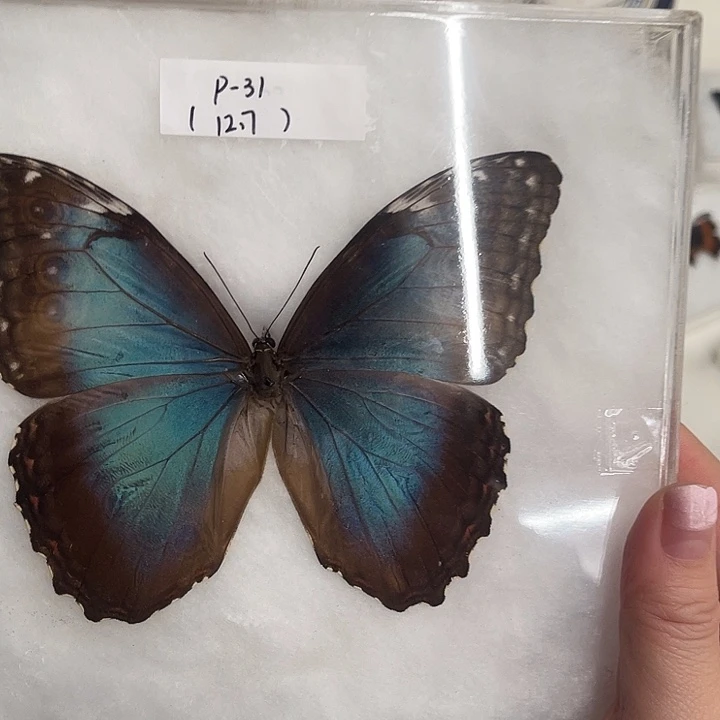 P-31海伦闪蝶一物一图