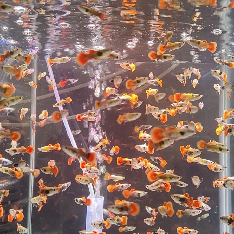 【30条孔雀鱼】小型凤尾鱼灯科鱼杂袍孔雀鱼观赏鱼热带淡水好养耐活