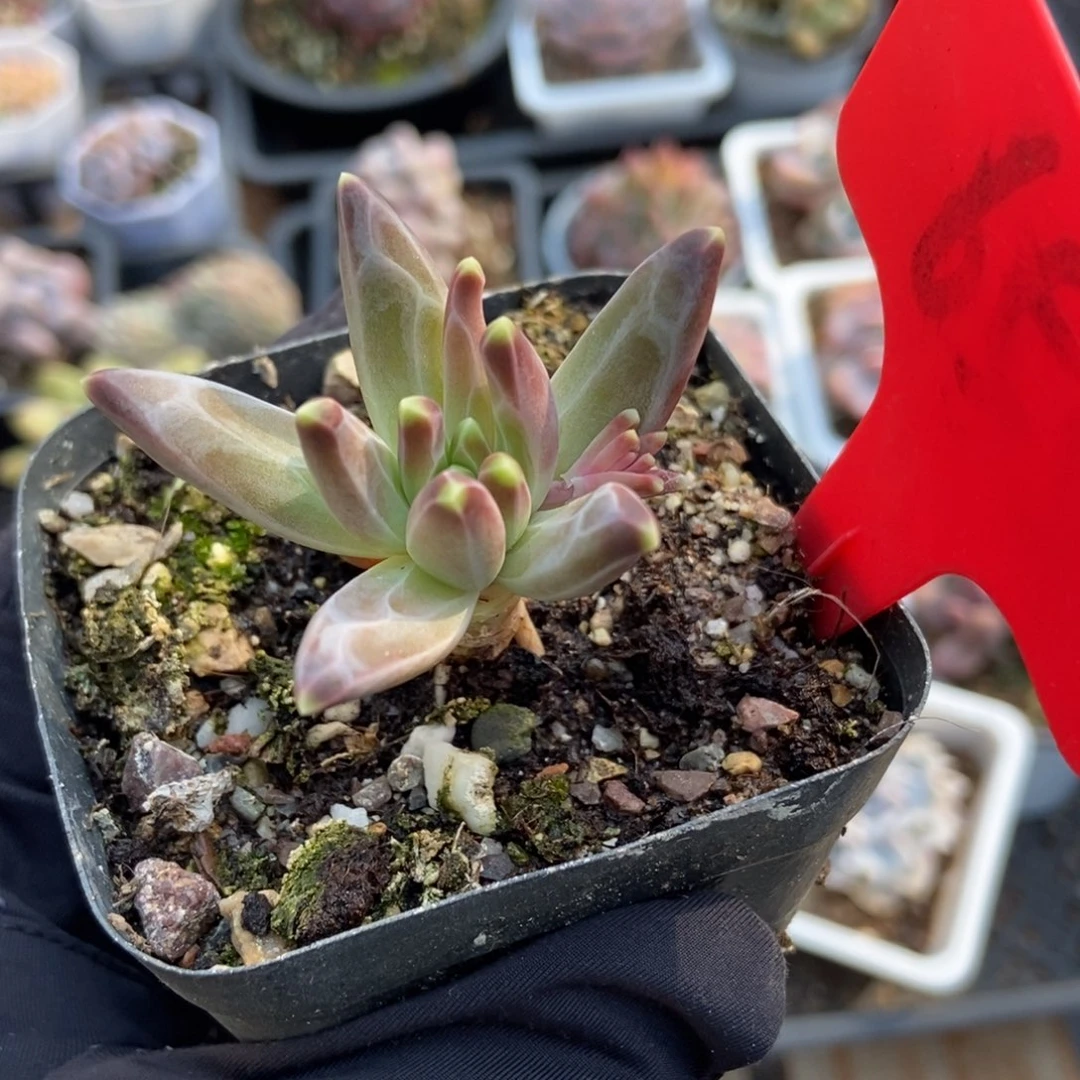 655梵高美人多肉植物