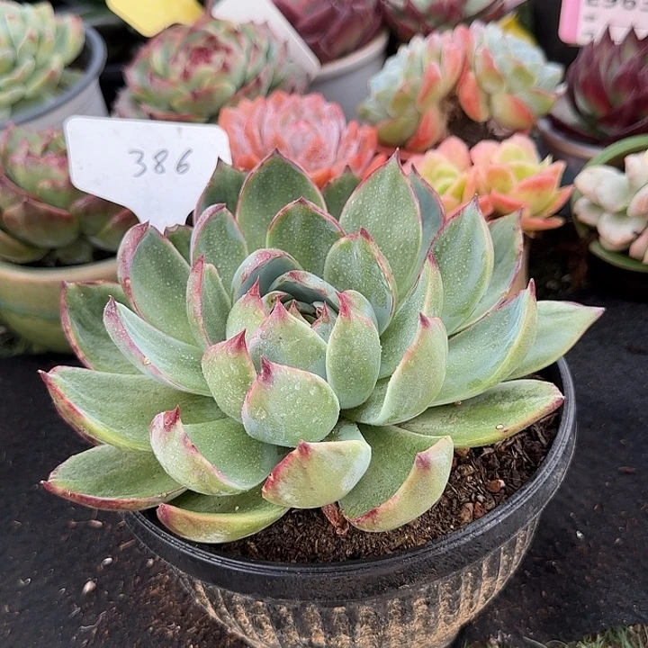 惊鸿一物一拍包装收缩花旱386