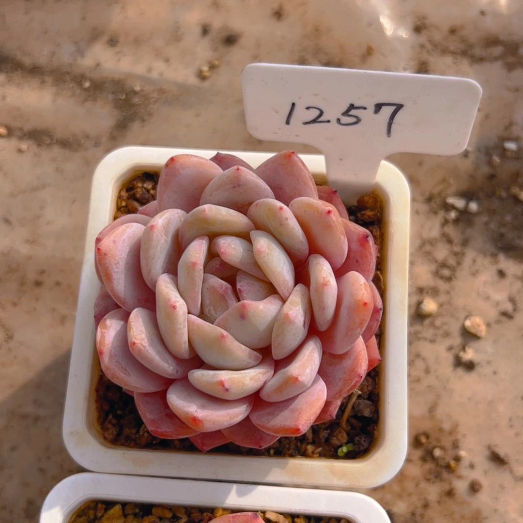 洗*菜雪天使1257号一物一拍