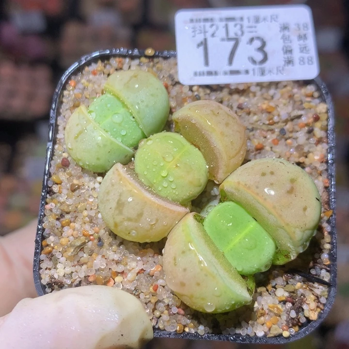 精品生石花213.173