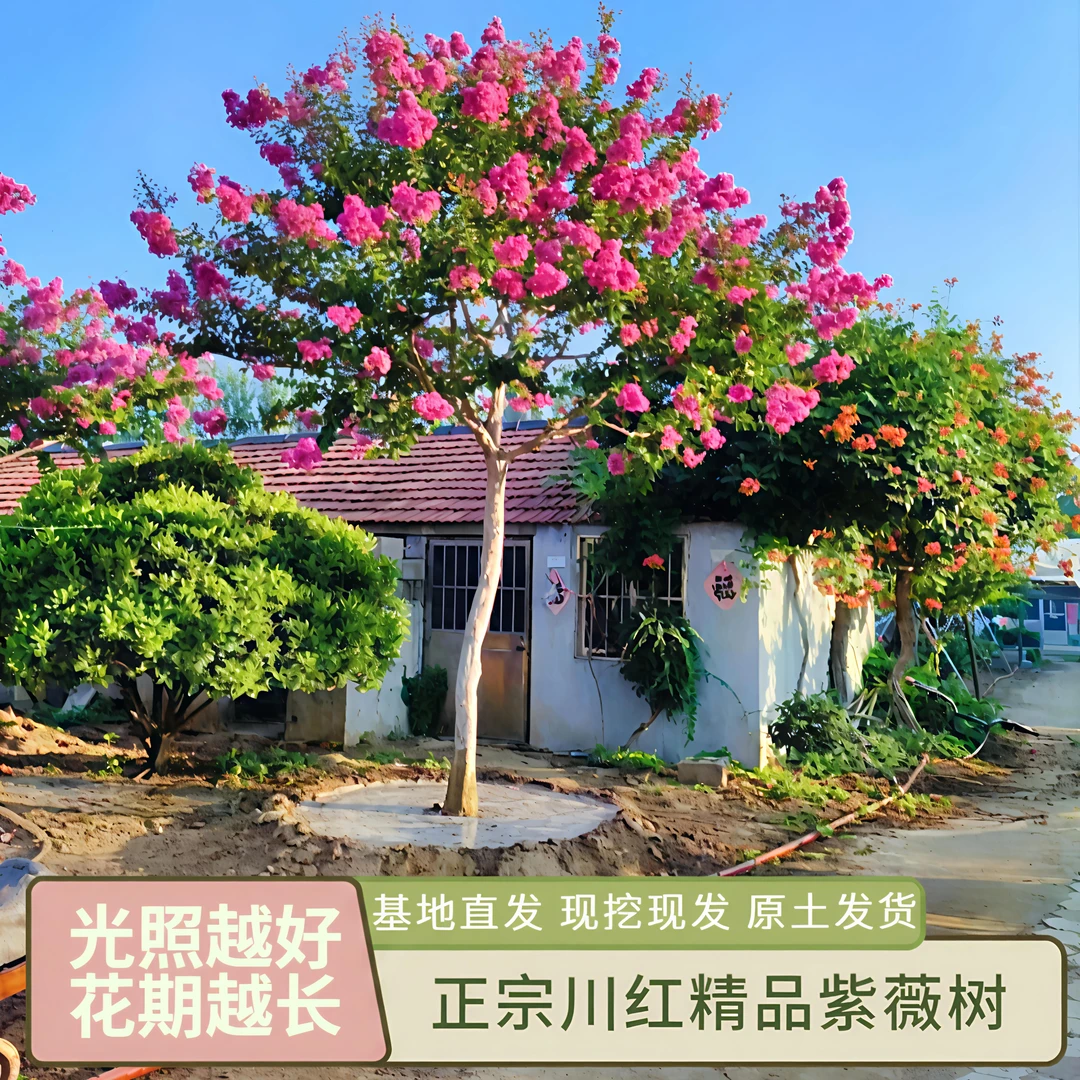 川红老桩紫薇树绿化庭院别墅大型树苗可盆栽四季开花植物紫薇花树