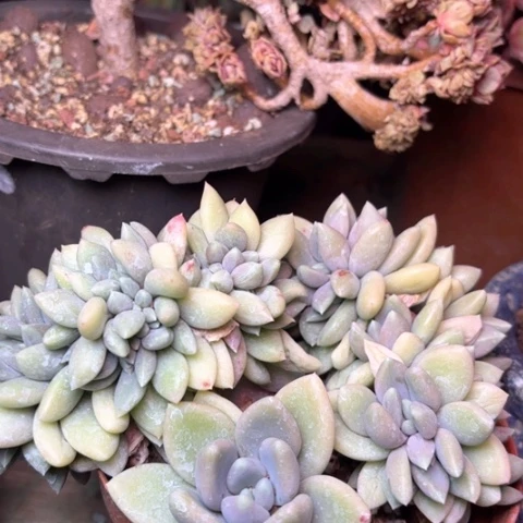 以*多肉植物的植物
