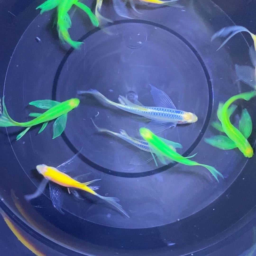 斑马鱼蝶翼斑马福利练手鱼微瑕疵3-4厘米10条
