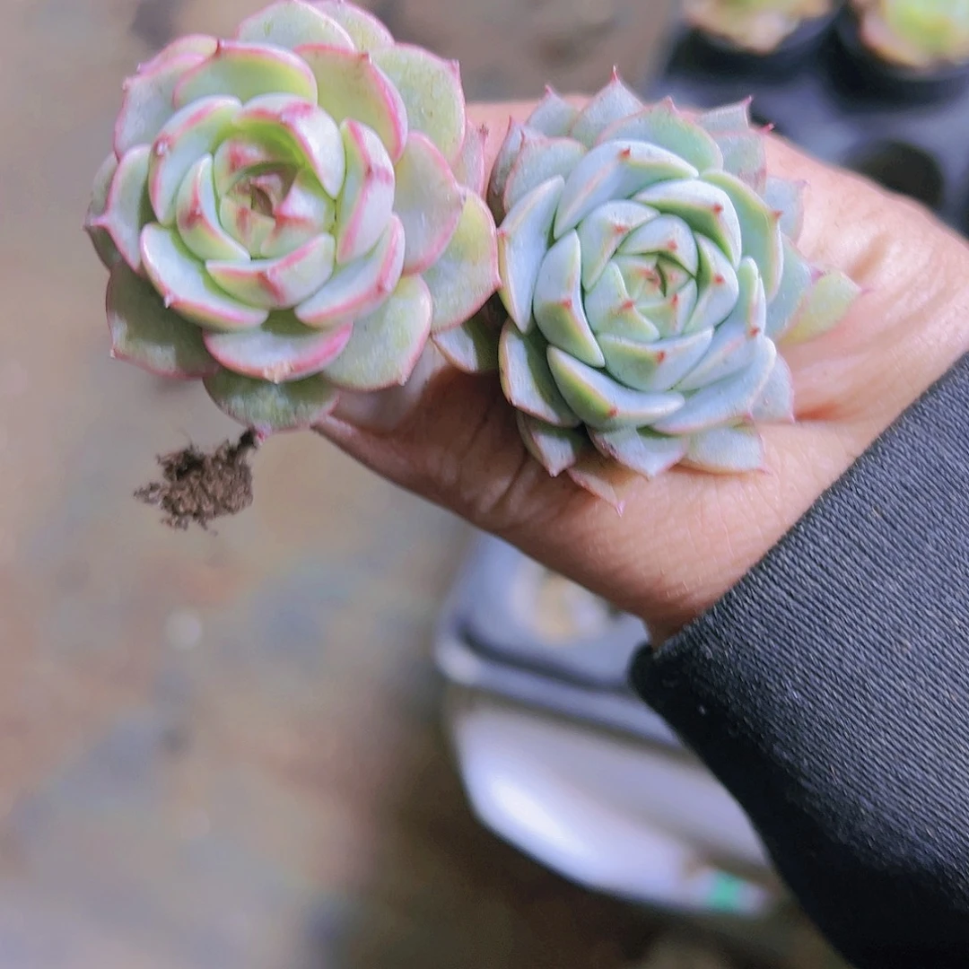 本巴4个19包邮多肉