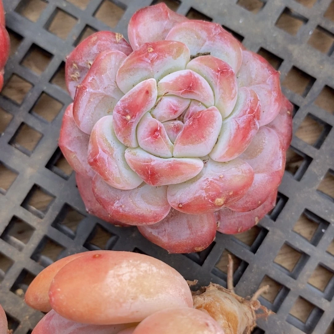 开播福利冲冲冲一12