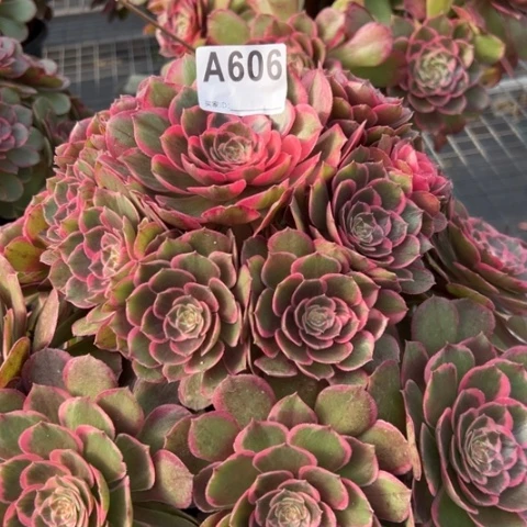 606粉花妖32厘米左右